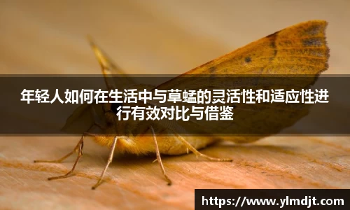 年轻人如何在生活中与草蜢的灵活性和适应性进行有效对比与借鉴